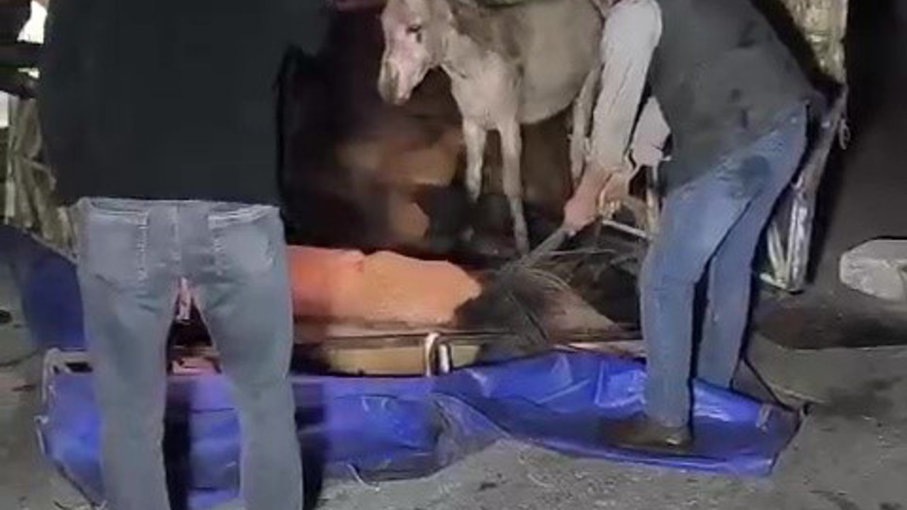 Adana’da kasası eşek dolu kamyonet yola devrildi
