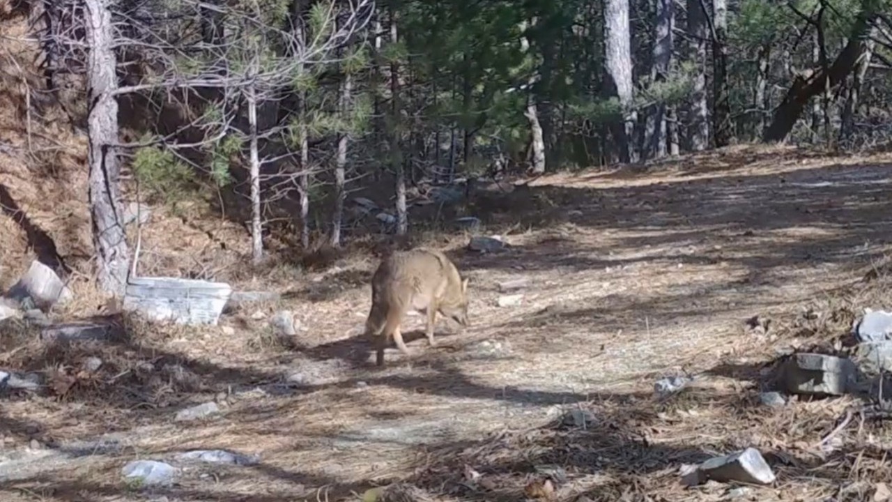 Uludağ’da Altın Çakallar fotokapana yakalandı
