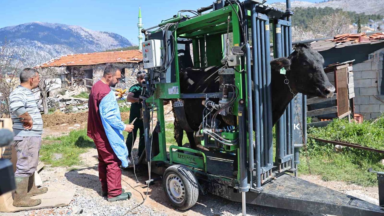 Gündoğmuşlu üreticilerin büyükbaş hayvanlarına tırnak bakım desteği
