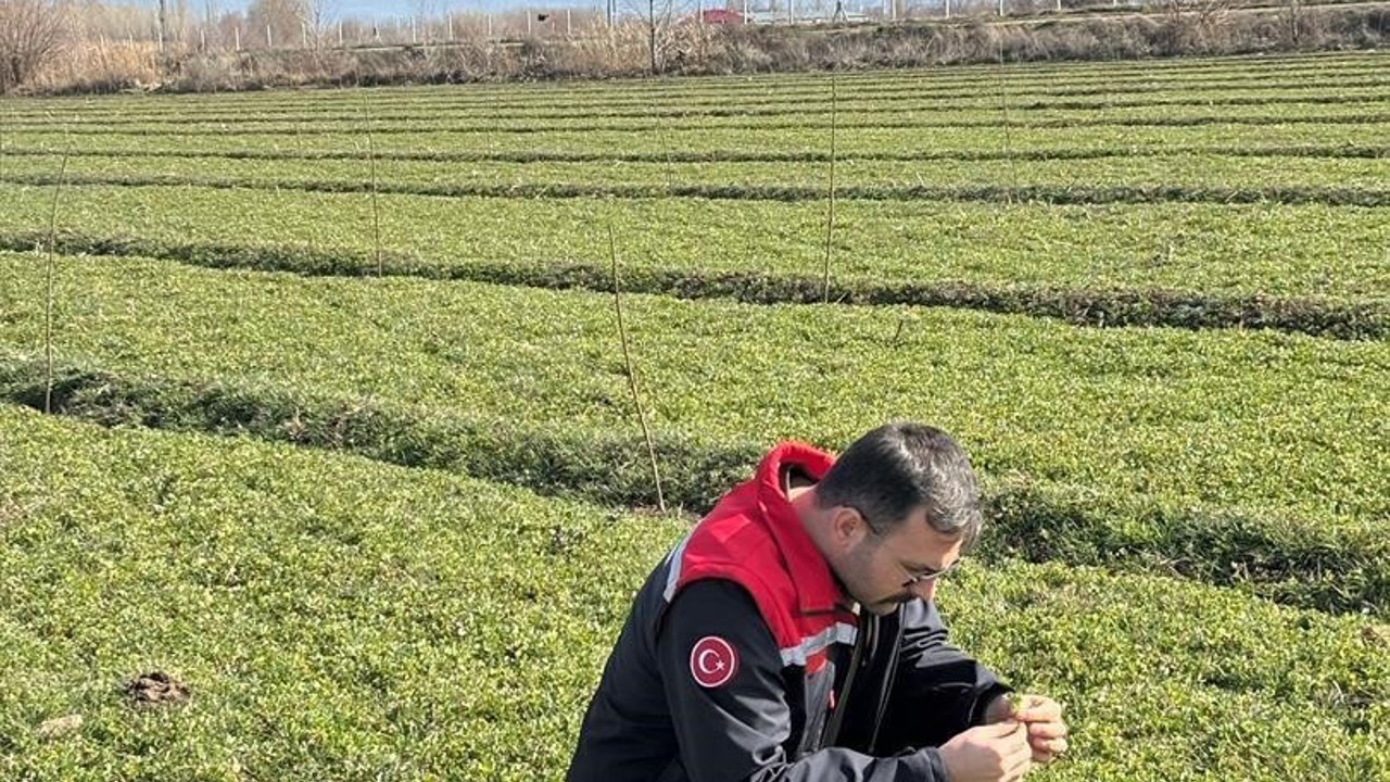 Iğdır’da yonca tarlalarında yonca hortumlu böceği ile mücadele
