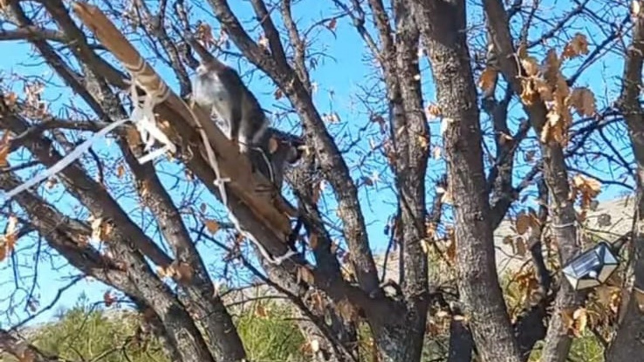 Çivril’de görülen maymun koruma altına alındı
