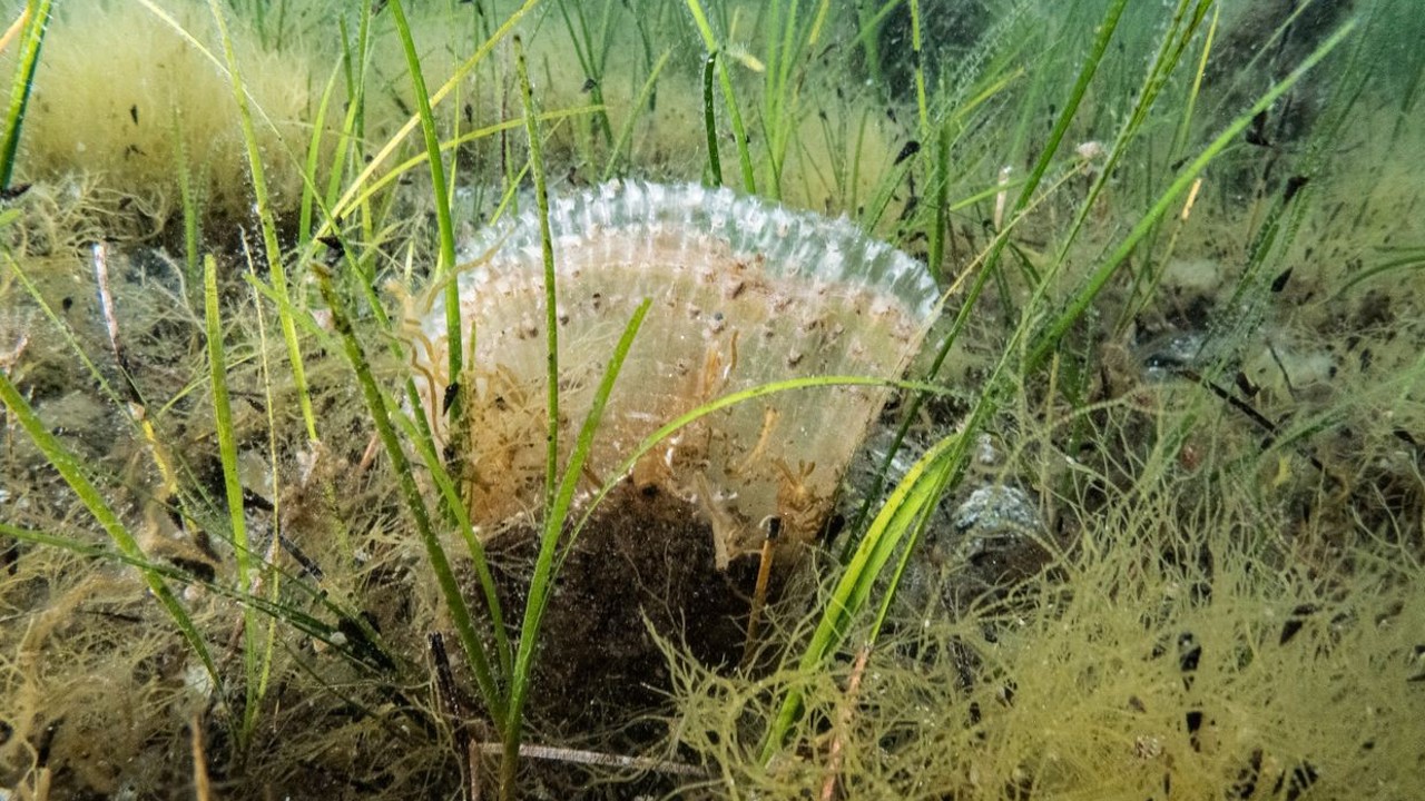 Marmara Denizi’nde kullanılan kaçak av aracı yakalandı

