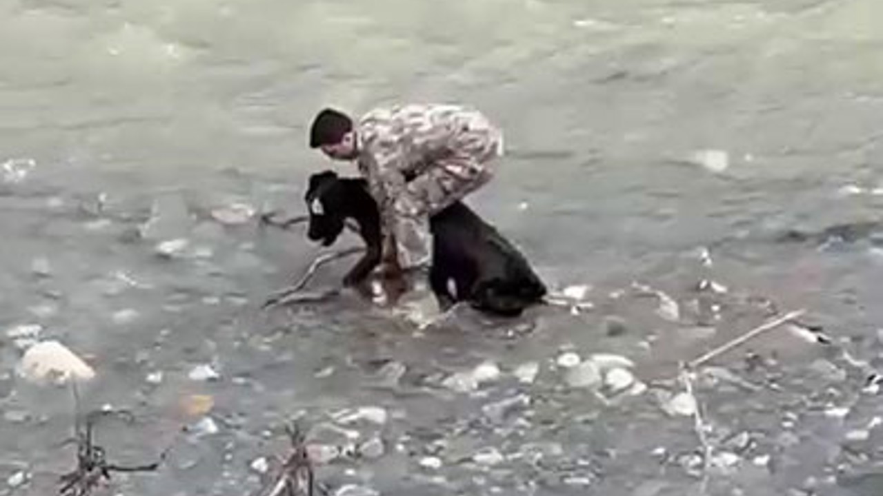 Siirt’te dereye düşen buzağı polis tarafından kurtarıldı
