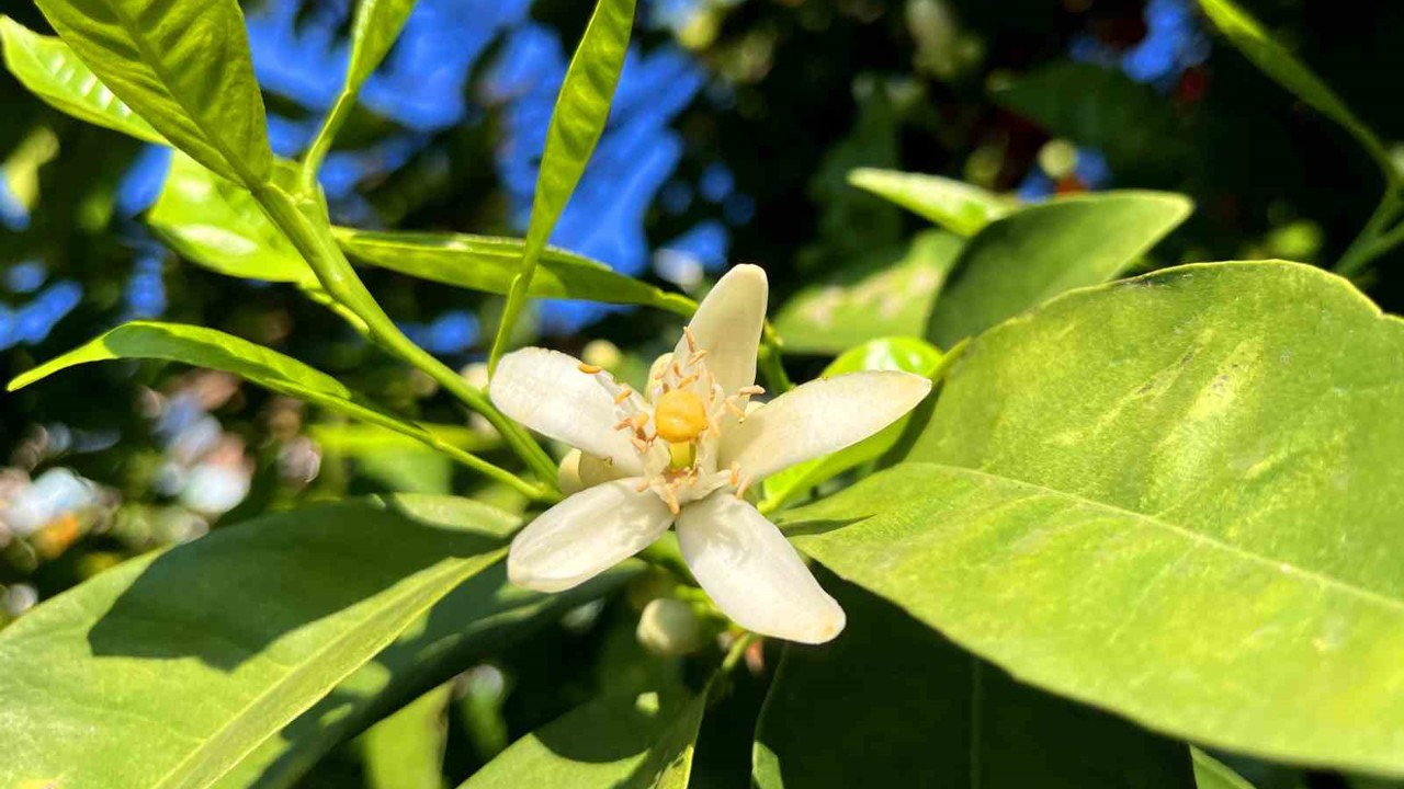 Adana’da portakal çiçeği kokusu kenti sardı
