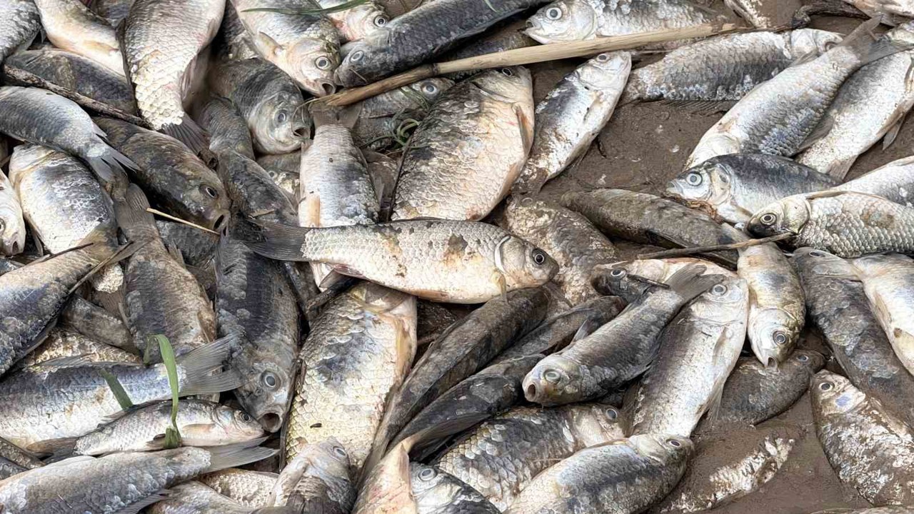 Diyarbakır’da aşırı yağışlar sonrası suyun geri çekilmesiyle balıklar telef oldu
