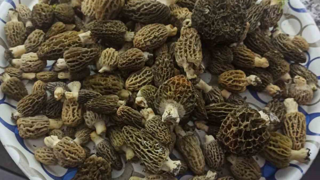 Buldan ormanlarında kuzugöbeği bereketi
