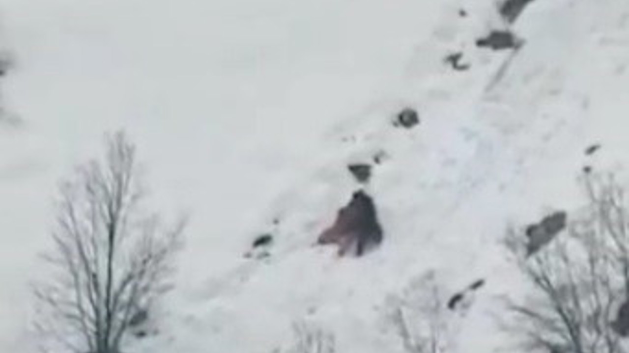 Kış uykusundan uyanan ayıların kar keyfi
