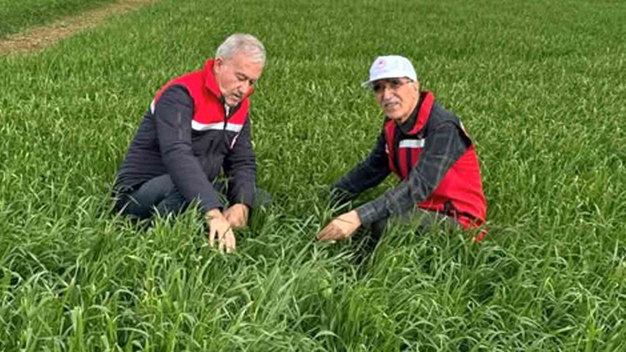 Araban Ovası’nda etkili olan yağışların buğday ve arpa ekili alanlara zararı incelendi
