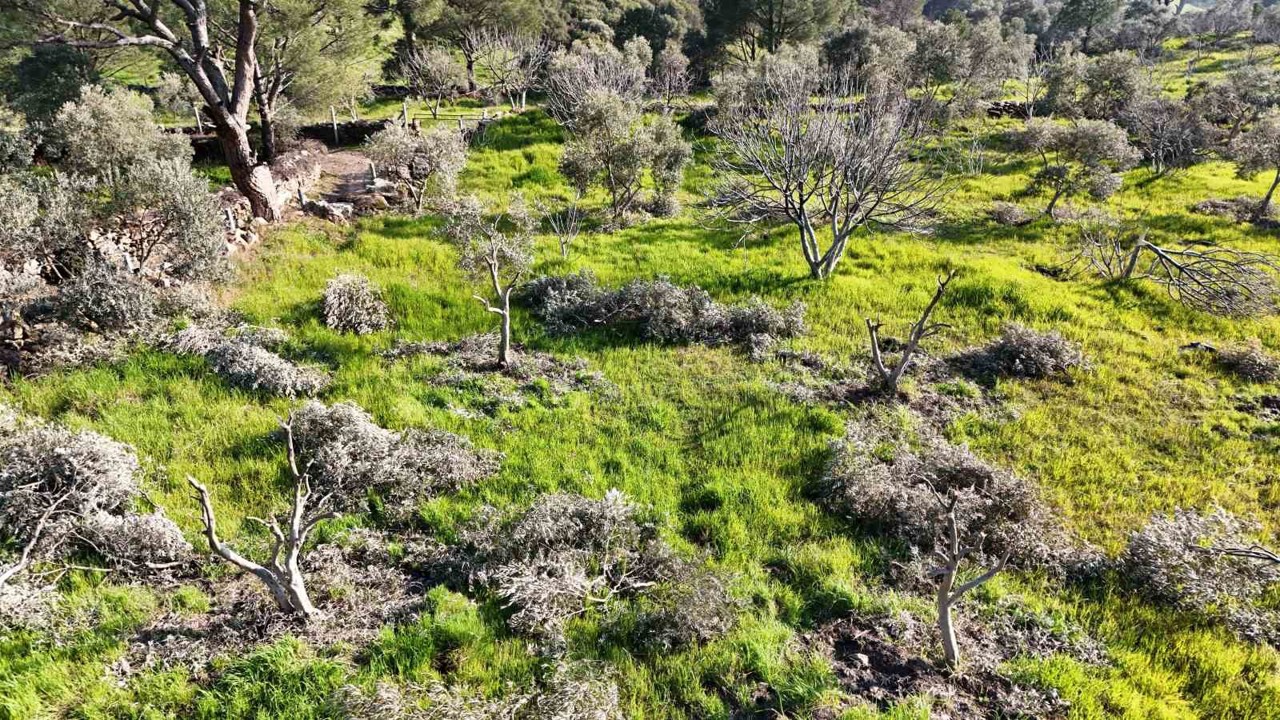 Böyle öfke görülmedi, bir gecede yüzlerce incir ve zeytin ağacını kesip ortadan kayboldular
