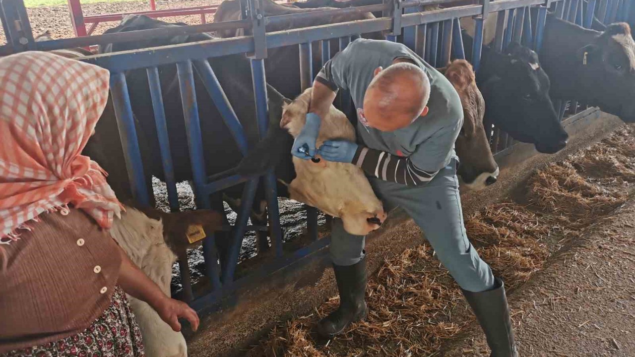 Bozdoğan’da aşı ve küpeleme çalışmaları sürüyor
