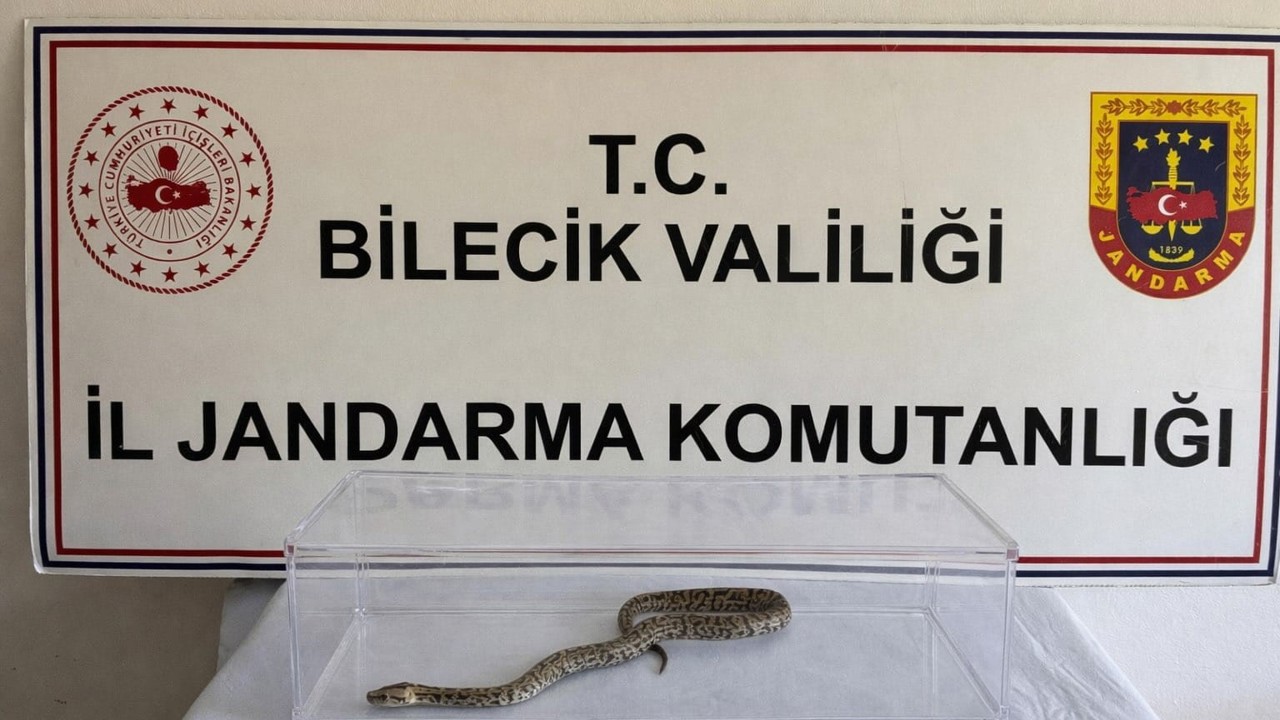 Bilecik’te nesli tükenmekte olan piton yılanı yakalandı
