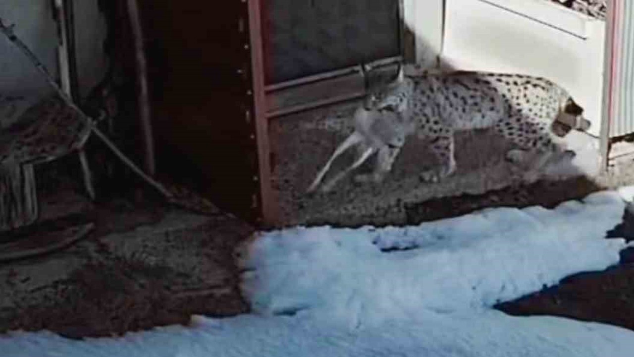 Bayburt’ta vaşağın tavşan avı kamerada
