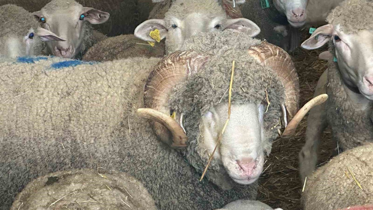 Milyonluk koçun kuzuları için bugünden sıraya girdiler
