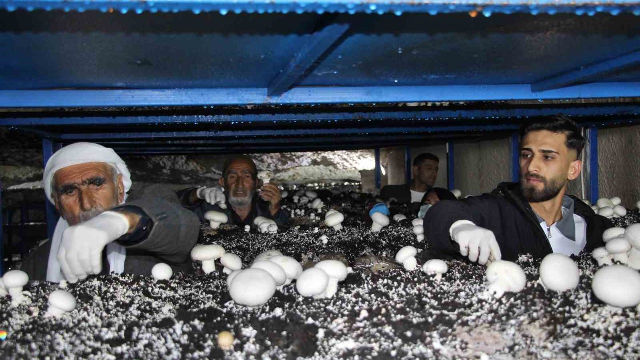 2 bin yıllık tarihi mağarada mantar üretim tesisi kurdu
