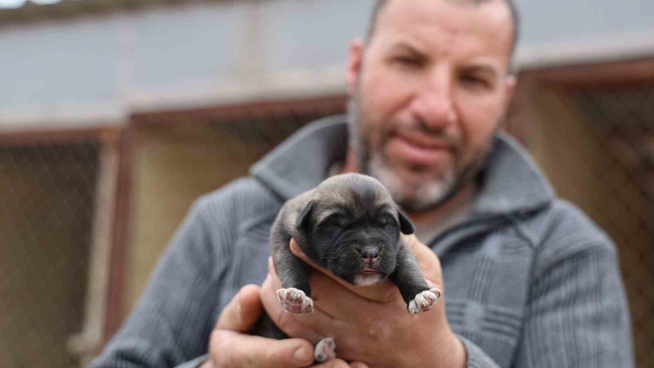 Mevsimin ilk kangalları dünyaya gözlerini açtı, karakterleri böyle ortaya çıkıyor
