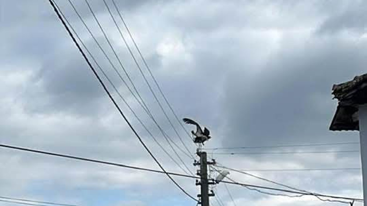 Gönen Dereköy’de leylek yapay yuvayı reddetti, eski yerine dönmek istiyor
