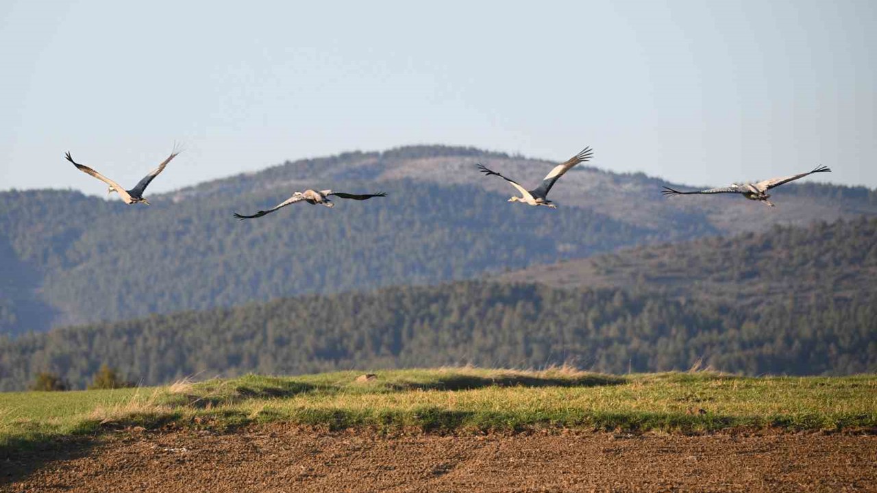 Kastamonu’da görsel şölen: Turna ailesi göç yolunda görüntülendi
