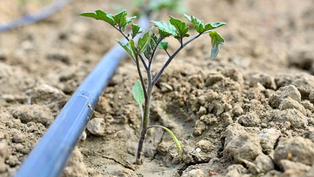 Gördes’te 73 bin domates fidesi toprakla buluşuyor
