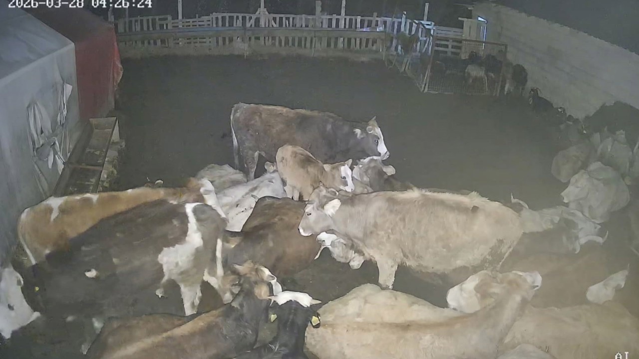 Ankara’daki bir köyde çiftliğe giren kurt sürüsü hayvanları telef etti
