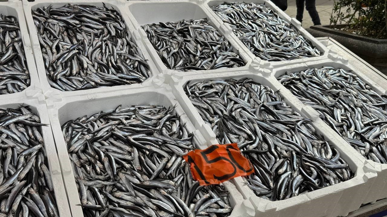 Tezgahlarda hamsinin son günleri: Kilosu 150 liradan satılıyor
