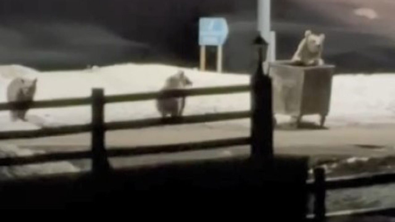 Kars’ta anne ayı ve yavrularının çöp konteynırı mesaisi kamerada
