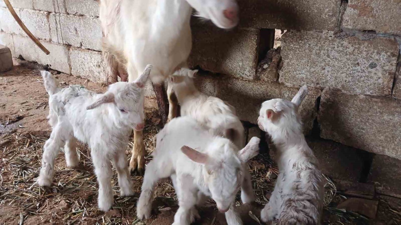 Süt rekortmeni Saanen keçiden dördüz doğum
