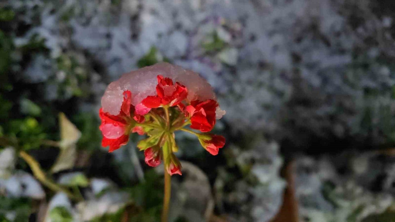 Denizli’ye baharda yağan lapa lapa kar araçları yolda bıraktı
