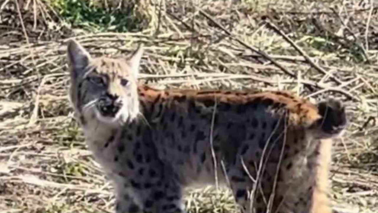 Ormanın hayaleti çığlık atarken görüntülendi
