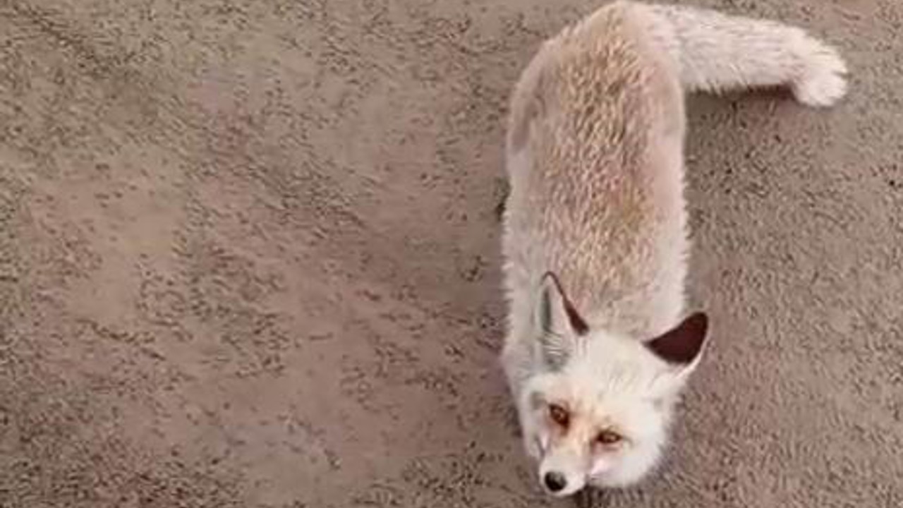 Siirt’te aç kalan tilki işçilerin yanına geldi
