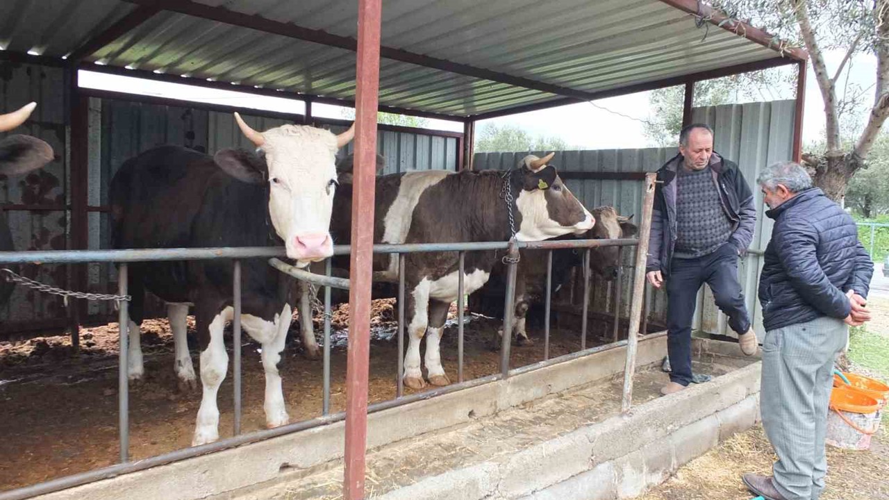 Balıkesir’de kurbanlık satışları başladı
