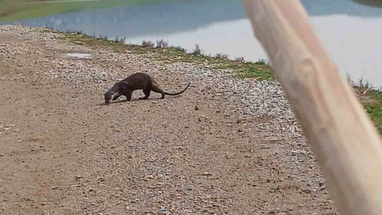 Siirt’te nesli tükenme tehlikesi altındaki su samuru görüntülendi
