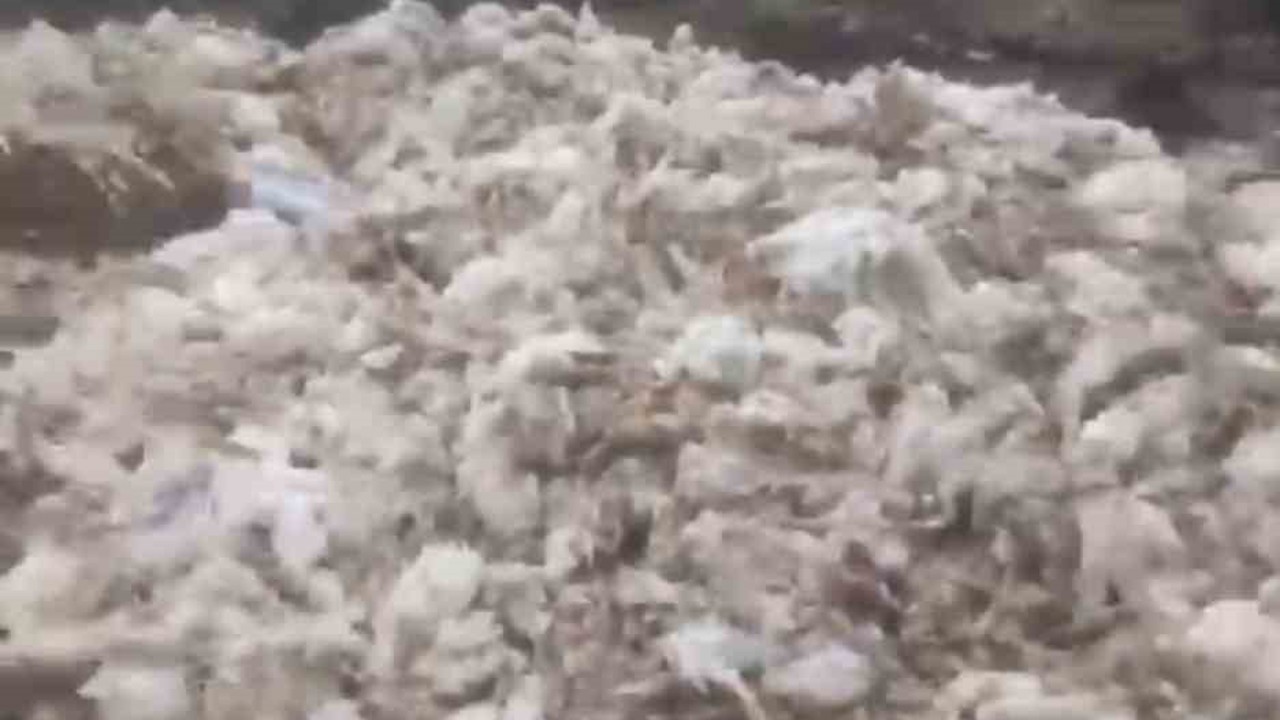 Tarsus’ta ölü tavuklar ormana atıldı
