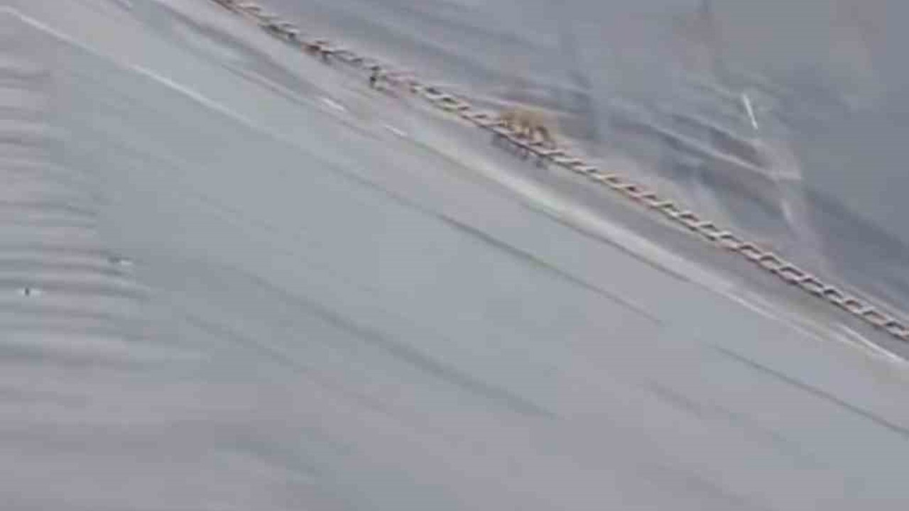 Yapay gölete düşen çakal merdivenle kurtarıldı
