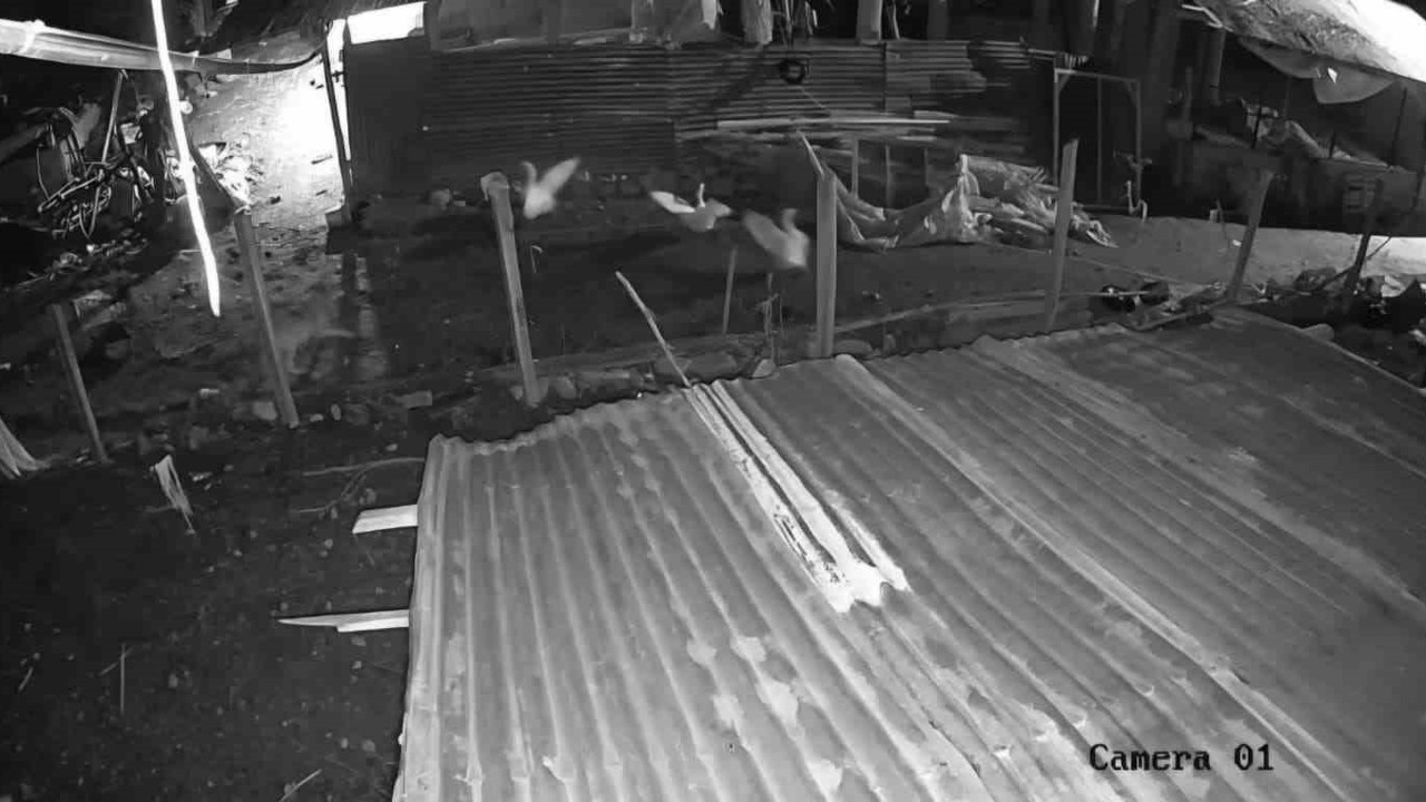 Malatya’da kümese giren kurt, kazı alıp kaçtı
