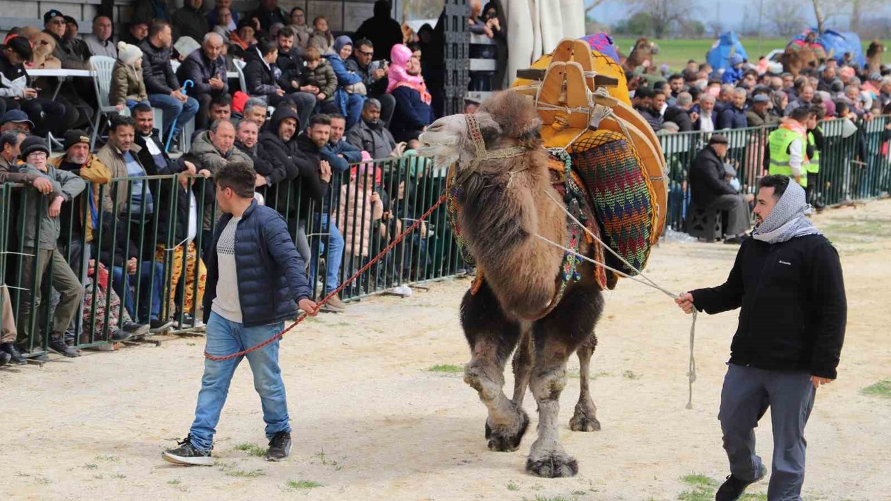 Saruhanlı’da deve güreşlerine binlerce vatandaş akın etti
