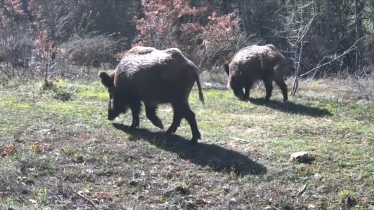 Yiyecek arayan yaban hayvanları fotokapanla görüntülendi
