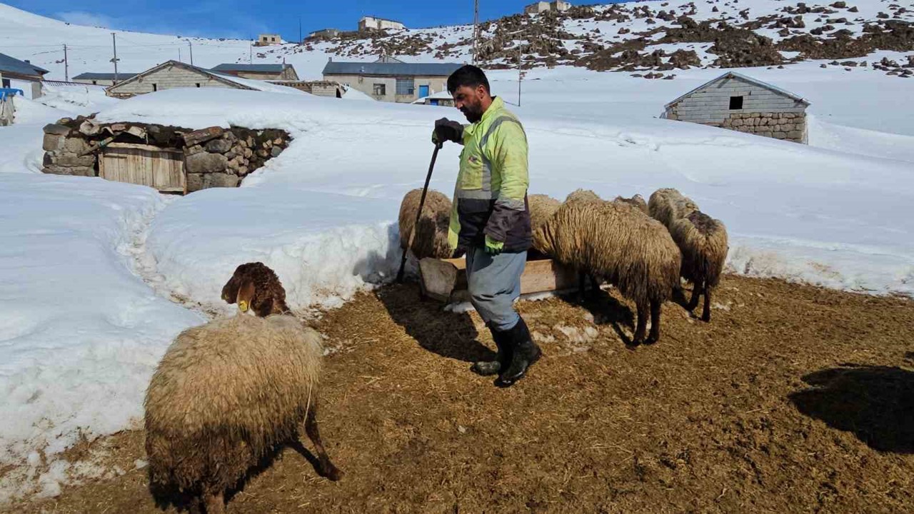 Süphan Dağı’nın eteğinde zorlu hayvancılık
