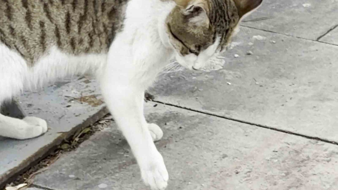 Fareden oscarlık performans: Kediden kurtuluşu ölü taklidinde aradı
