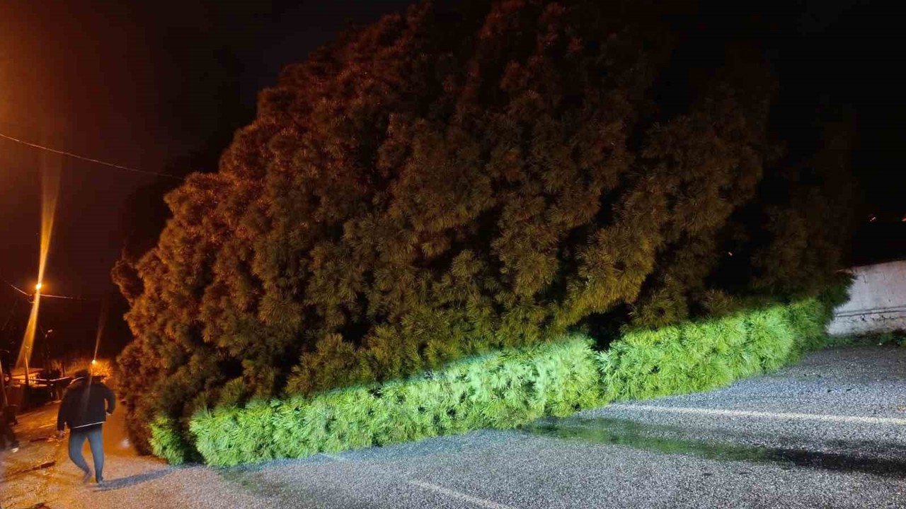 Yağış çam ağacını devirdi, ekipler çalışma başlattı
