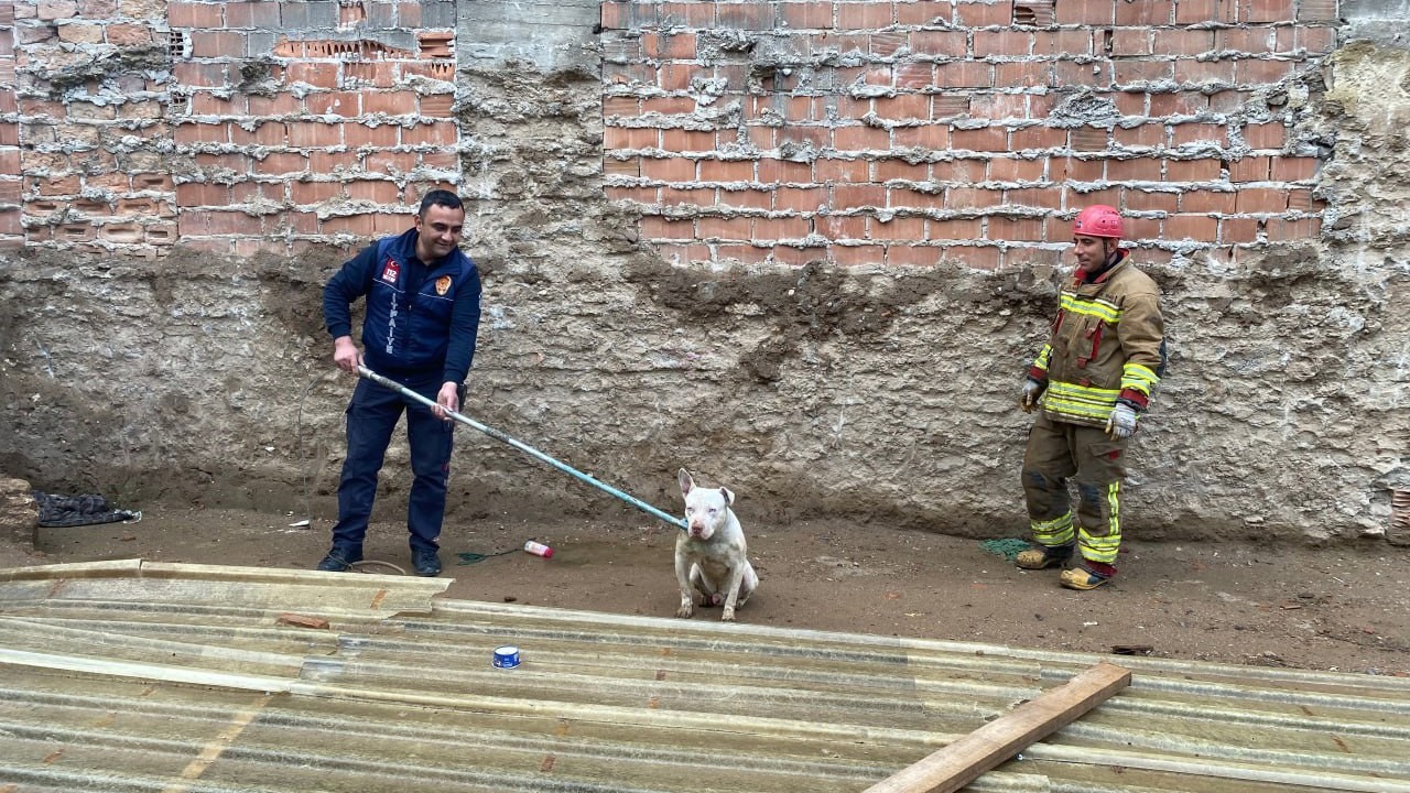 Kapalı inşaat çukuruna düşen köpeği itfaiye kurtardı
