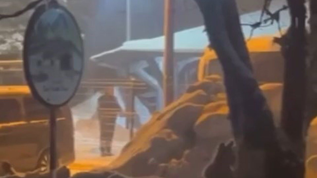 Uludağ’da kış uykusundan uyanan ayı ailesi yemek için Sarıalan’a indi
