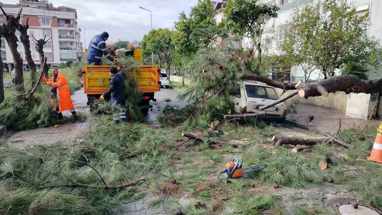Üzerine ağaç devrilen park halindeki araç zarar gördü
