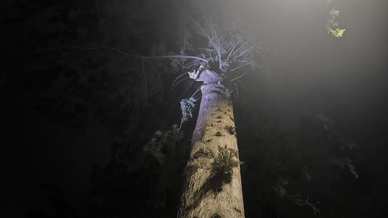 İskenderun’da ağaçta mahsur kalan kediyi itfaiye kurtardı
