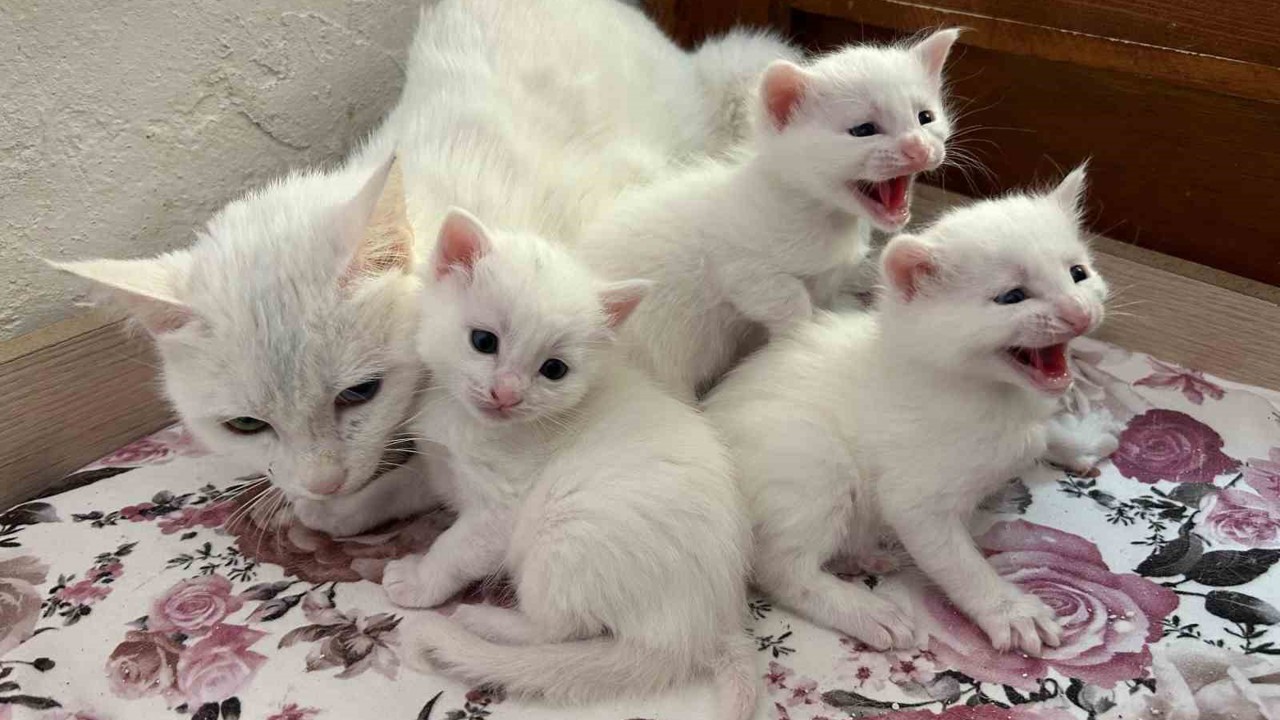 2026 yılının ilk Van kedisi yavruları doğdu
