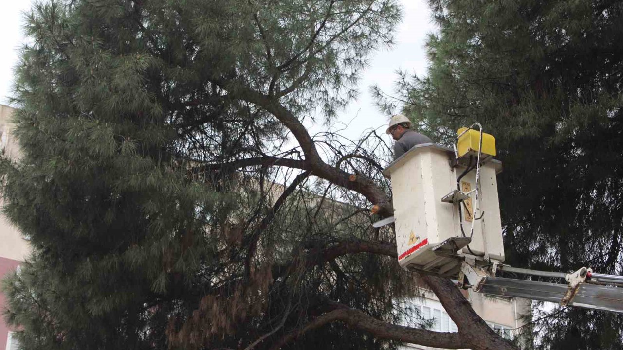Efeler’de yağışlara dayanamayan 2 ağaç yan yattı
