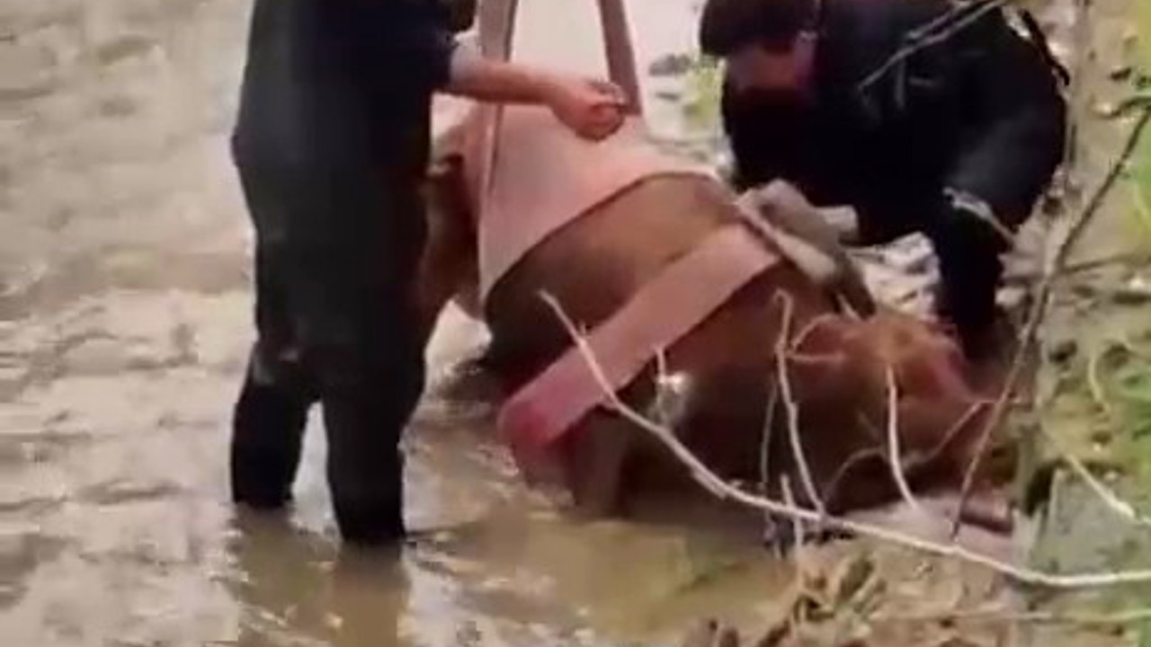 Sulama kanalına düşen ineği itfaiye kurtardı
