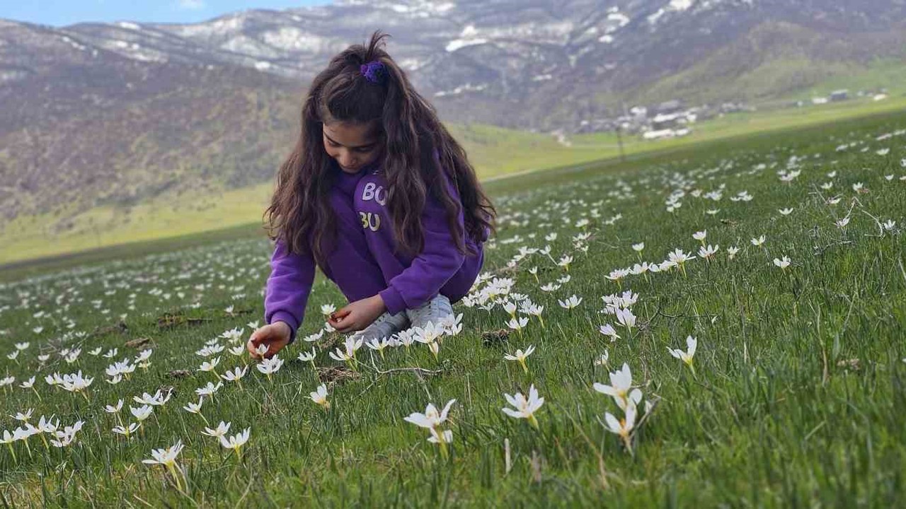 Muş Ovası çiğdemlerle renklendi
