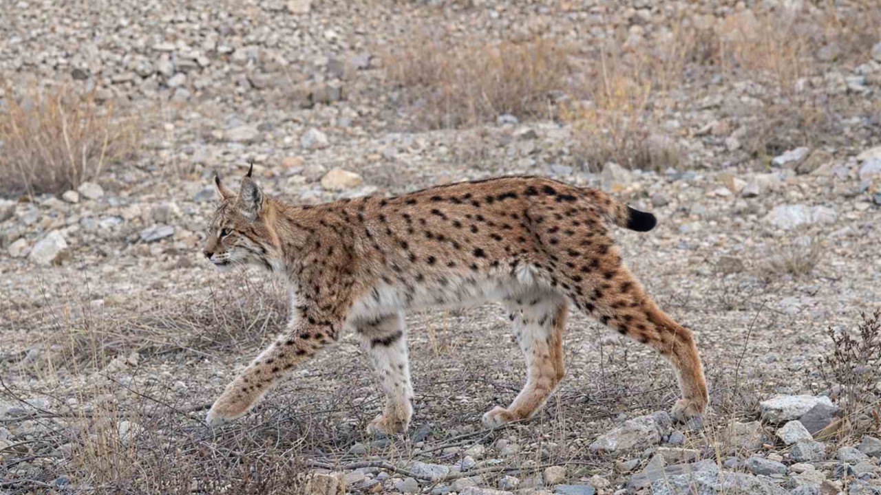 IUCN kırmızı listesinde yer alıyor: ’Ormanın hayaleti’ en net haliyle görüntülendi
