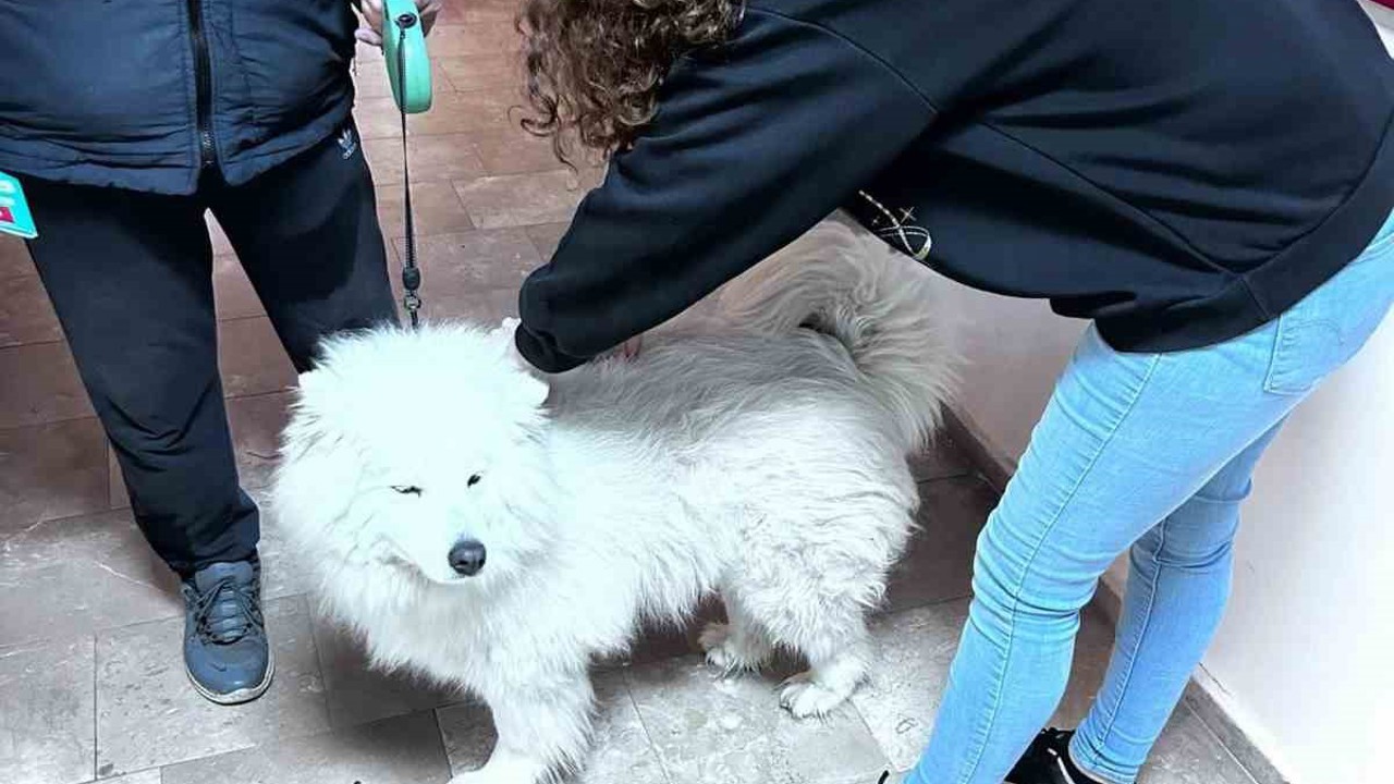 Didim’de evcil hayvanlar aşılanıyor
