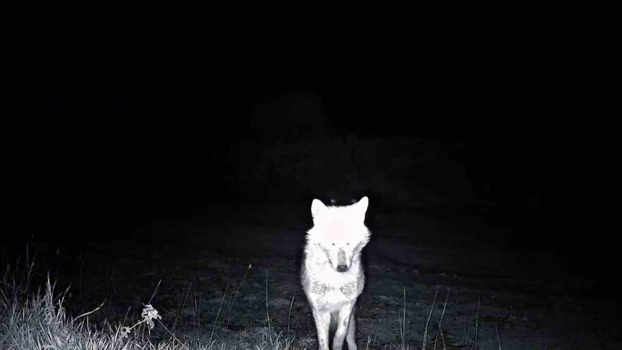 Kurt, çakal, karaca ne ararsan var, yaban kedisi bile var
